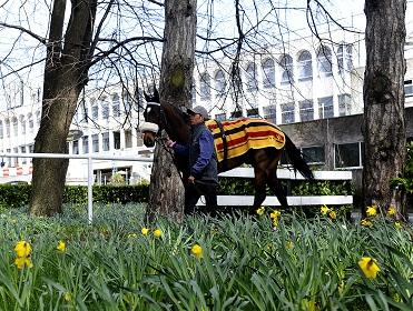 Tony switches his attention to Saturday at Leopardstown this week